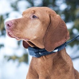 Obroże GPS Dogtrace - recenzje i porównanie modeli