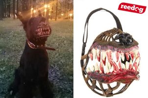 Vlkodlaci se vrátili! Pozor při venčení vašeho miláčka