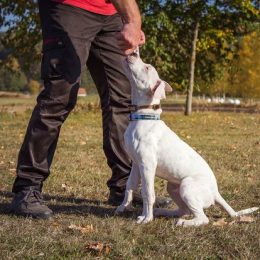 Miért nagyszerű az 1 km-es hatótávolságú kiképző nyakörv: Dogtrace d-control professional 1000 ONE