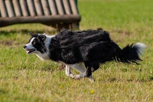 Jak oduczyć psa uciekania za innymi psami