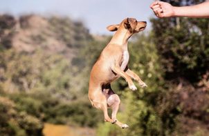 Ako odnaučiť psa skákať