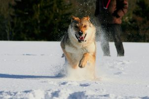 Ako sa v zime starať o psa: oblečenie, granule, vitamíny a doplnky