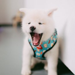 Štěňátka + jóga = nejlepší Den žen 🐶🧘‍♀️