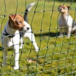 Fences for dogs