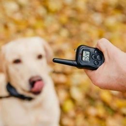 Training collars