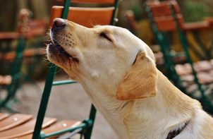 Nejlepší protištěkací zařízení na světě