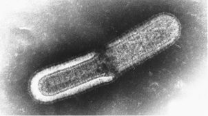 (Hunde)Staupe - gefährliche Krankheit von Hunden. Wie erkennt und behandelt man es?