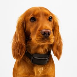 Porównanie obroży antyszczekowych Dogtrace