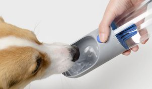 Wie kümmert man sich um einen Hund im Sommer?