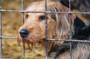 Ako odnaučiť psa utekať zo záhrady