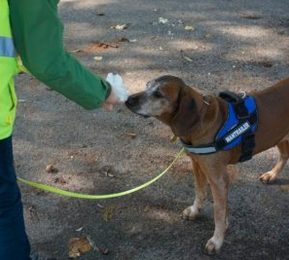 Ludzki zapach jest dla psa wyjątkowy tak samo jak jak odcisk palca czy DNA - wyjaśniamy czym jest mantrailing