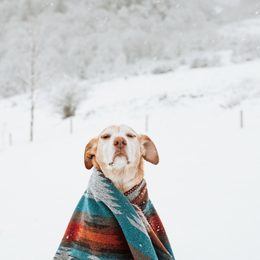 Zimní nezbytnosti pro pejsky