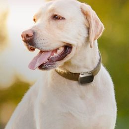 Dogtrace DOG GPS Mini nyomkövető értékelése