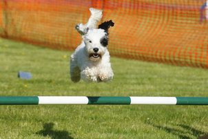 Wie kann man die Hunde mit Agilität üben?