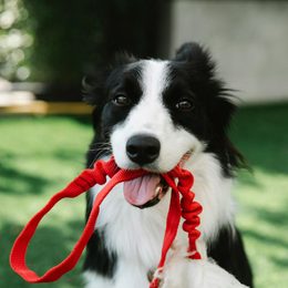 5 mýtů o elektronických výcvikových obojcích