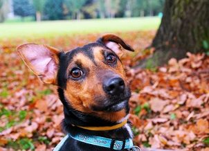 Ihr Hund, Silvester und Sie: Wie schützen Sie Ihren Hund vor der Angst vor Feuerwerkskörpern und Feuerwerkskörpern?