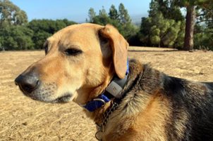 6 moderných spôsobov ako ustrážiť svojho psa - 6. diel: Elegantné a diskrétne - výchova so smart obojkami pre psy