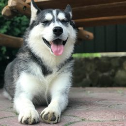 Câinele vecinului nu ne lasă să dormim, latră și urlă mereu. Cum ne putem apăra?