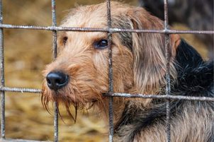 Zviera nie je vec! Nenadeľujte na Vianoce ako darček psa