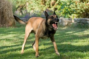 Video: Canicalm First, zgardă electronică anti lătrat pentru toate rasele