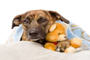 Kutyák betegségei: Fertőző májgyulladás