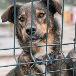 Dogtrace electric fences, which one to choose and what types do we have?