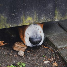 Soluții moderne pentru garduri electronice invizibile