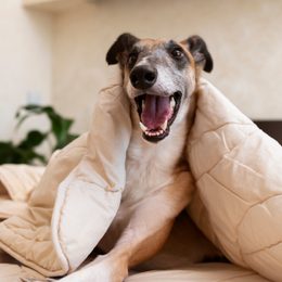 Pomůcky Menforsan na pelíšek pro psy a kočky: Zajištění pohodlí a čistoty pro vaše mazlíčky