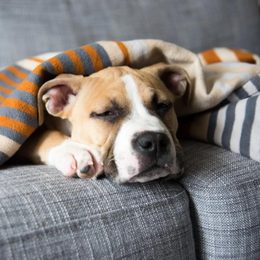 Wie wählt man ein Haus, ein Iglu oder einen Zwinger für einen Hund?