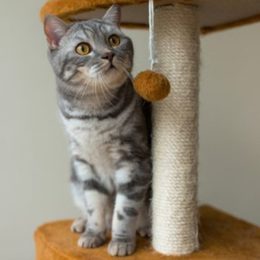 ¿Por qué son importantes los rascadores para gatos?