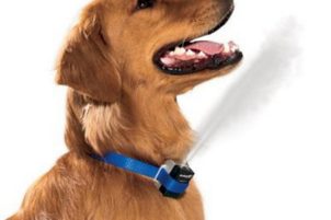 Jak odnaučit psa štěkat v kotci