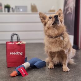 A Reedog játékok örömet szereztek a Pets Yoga Prague kölyökkutyáinak