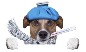 Болезни собак: рвота и диарея.