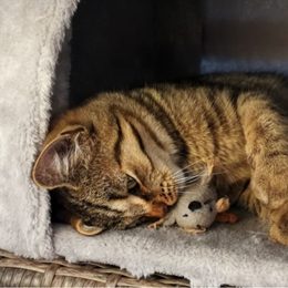 Eine Katze in einer Wohnung ohne Sorgen oder wie man eine Katze zu Hause großzieht?