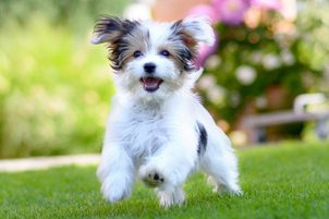 Najnovší výcvikový obojok PetSafe Standard a Lite: Nahliadnite na novinku pre výcvik malých a citlivých psov