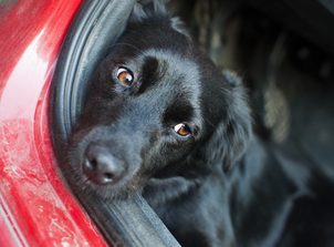 Werden Sie das wirklich tun? Dann werden Sie Ihr Haustier nicht mehr lebend sehen! Lass deinen Hund nicht alleine im Auto!