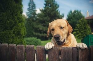 Mitévők legyünk ha a kutya állandóan ugatja a szomszédot?