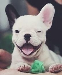 CIEKAWOSTKI o psach. Tego na pewno NIE WIEDZIELISCIE!!