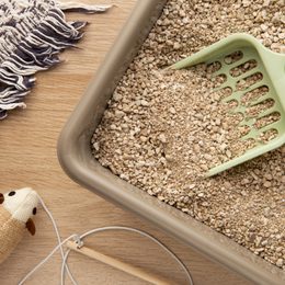 Tápete ve stelivech pro vaše kočičky? Máme pro vás velké srovnání!