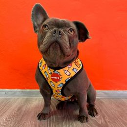 Szelki Reedog dla psów