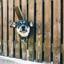 Cum să desveți câinele să fugă după alți câini