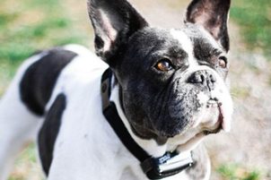 Dogtrace D-control 400 - nejprodávanější výcvikový obojek