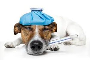 Grypa u psów: jakie sa objawy i jak ją leczyć?