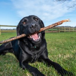 Obroża treningowa dla labradora