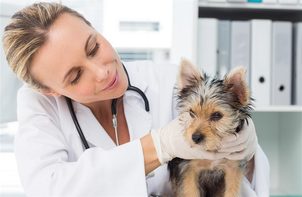 Entzündung des Pharynx und Larynx bei einem Hund: Wie kann man es erfolgreich behandeln?