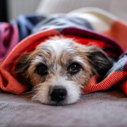 First aid for dog hypothermia: How to act in cold weather