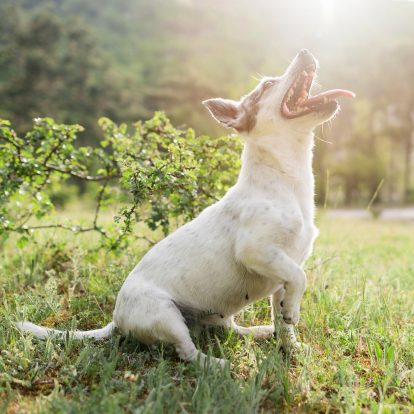 ¿Cómo sé si mi perro tiene la enfermedad de Lyme?