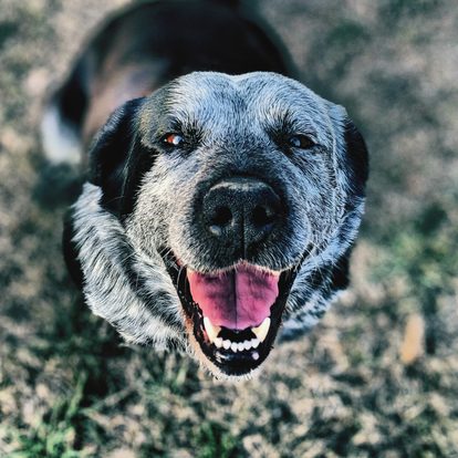 What Is the Difference Between a Training Collar and an Anti-Bark Collar?