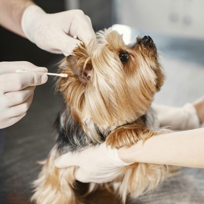How often and when to see the vet?
