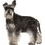 Mittelgroße Hunde
